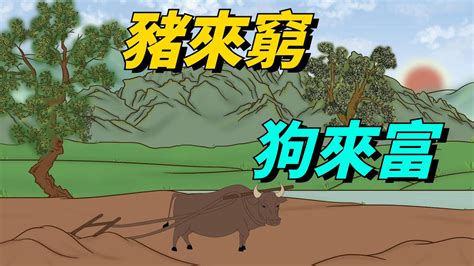 豬來窮 狗來富 貓來起大厝|為什麼大家常說「豬來窮，狗來富，貓來蓋白布」到底。